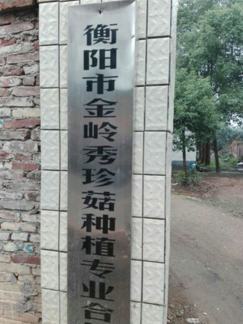平菇菌棒23×53