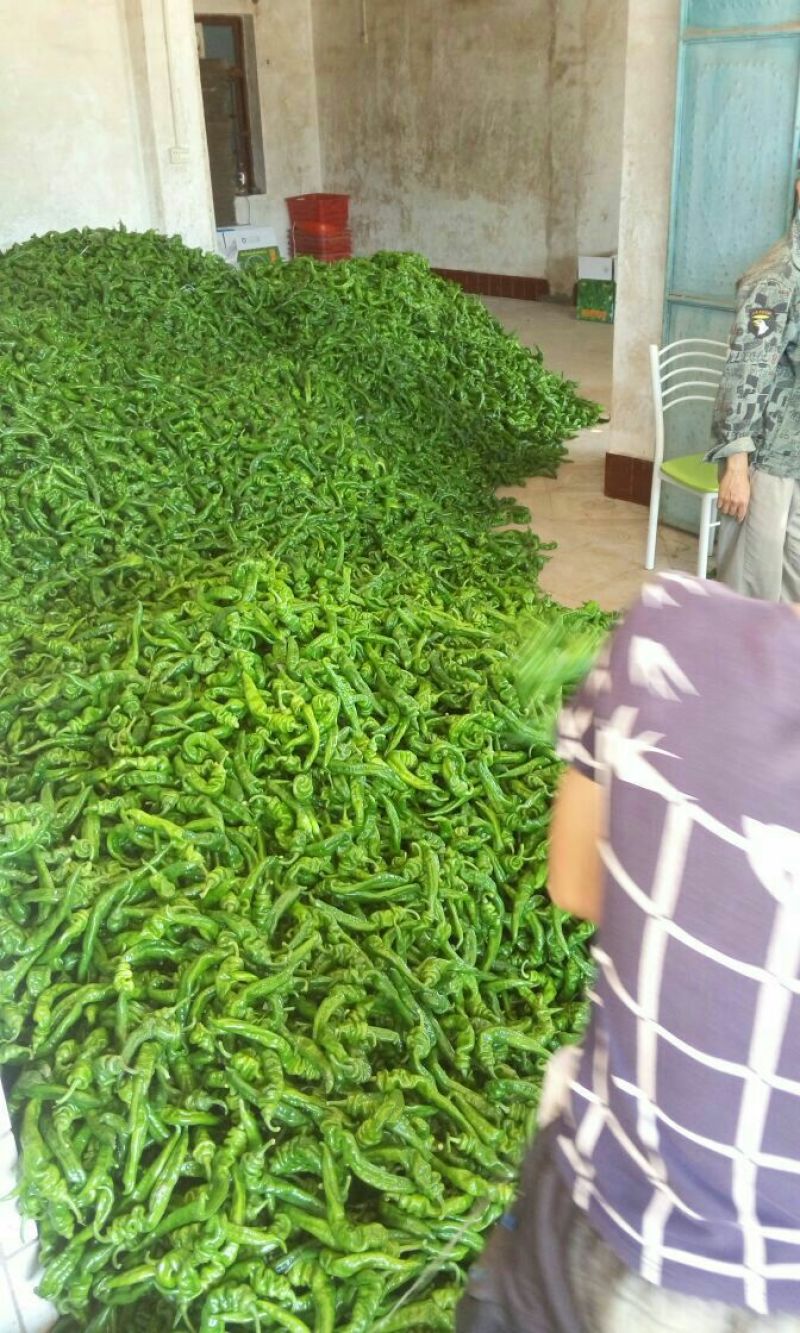螺丝椒
