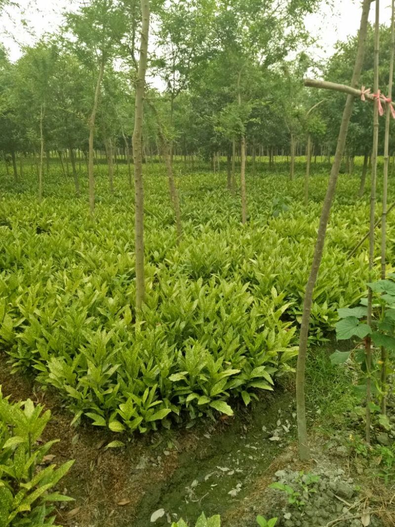 青珊瑚