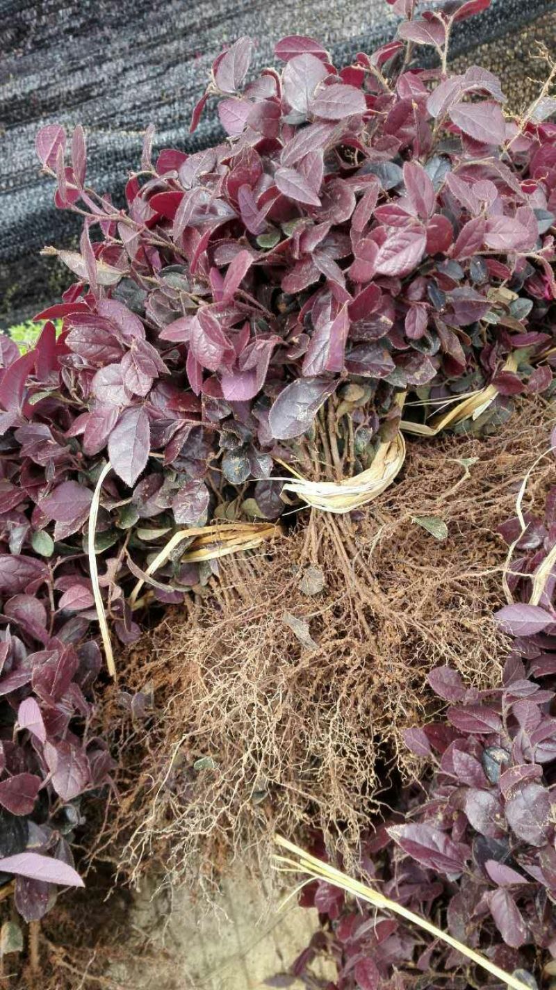 供应优质红花继木小苗一年扦插苗苗圃直供红继木小苗二千包邮