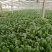 大叶菠菜20~25厘米