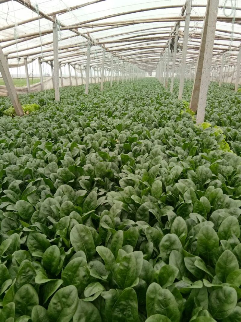 大叶菠菜20~25厘米