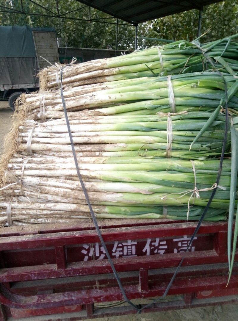 长白大葱40cm以上毛葱2cm左右