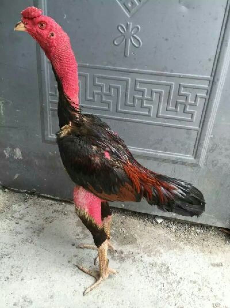 斗鸡苗1斤以下
