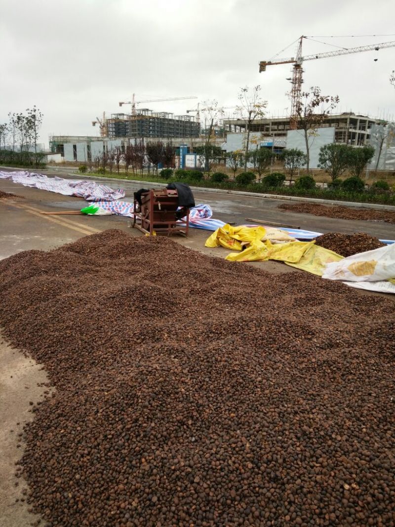 山茶籽油
