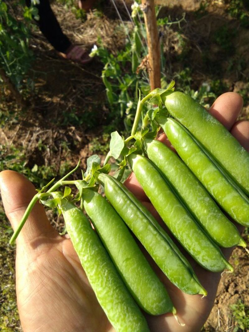 长寿仁豌豆饱满