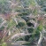红莴笋1~1.5斤40~50cm有实力的老板也可包地