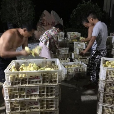 泰州白鹅鹅苗250g