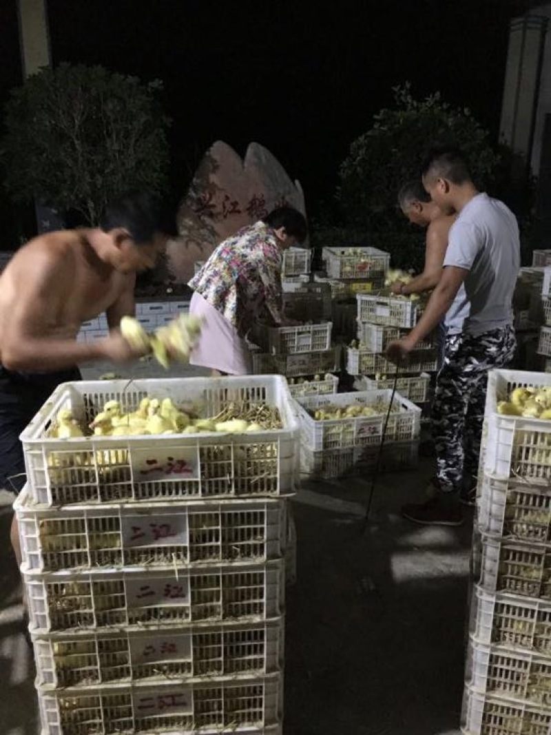 泰州白鹅鹅苗250g