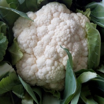 菜花1斤，实花紧密，乳白，花型好看，无鼓包