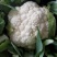 菜花1斤，实花紧密，乳白，花型好看，无鼓包