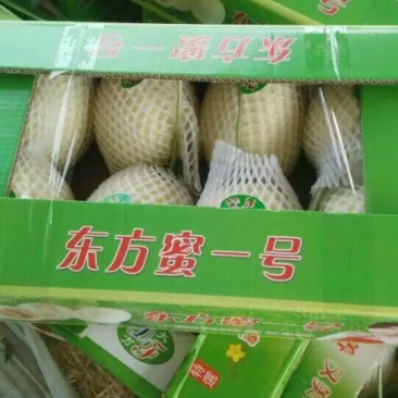 东方密1号哈密瓜1斤以上长圆形