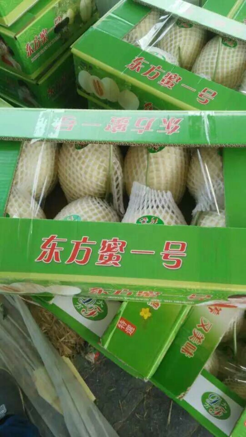 东方密1号哈密瓜1斤以上长圆形
