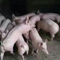 长白仔猪20~30斤货源充足，防疫到位，品种齐全。
