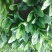 小叶菠菜15~20厘米