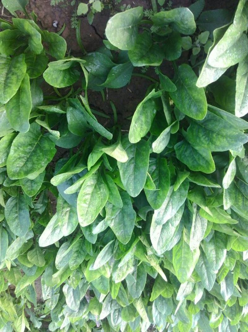 小叶菠菜15~20厘米