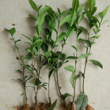 茶树苗