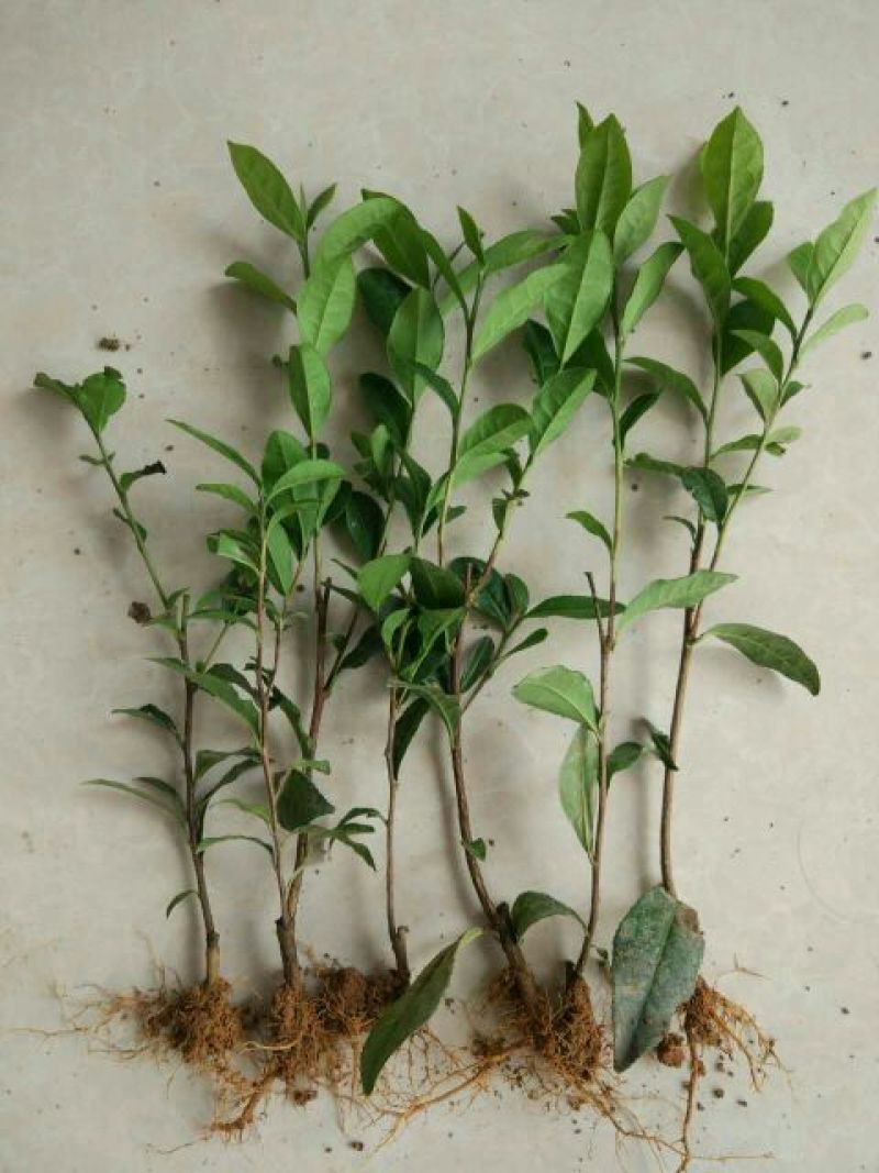 茶树苗
