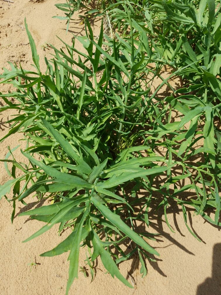 内蒙古鄂尔多斯市乌审旗沙芥批发_牛宝明供应