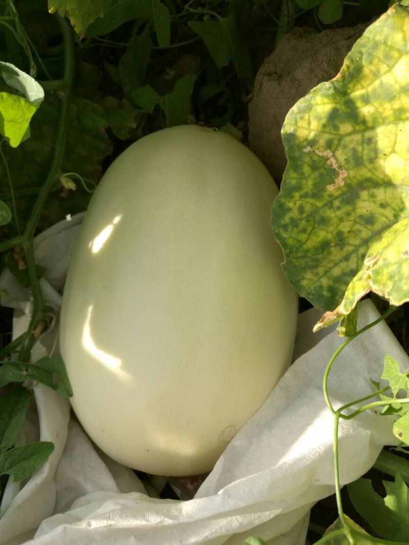 鄯善哈密瓜1斤以上长圆形