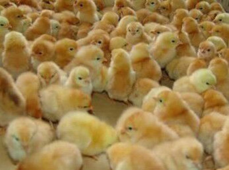 土鸡苗出壳苗500克以下雄
