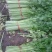 西芹50cm以上，芹菜！基地芹菜！捆把芹菜！袋装芹菜！
