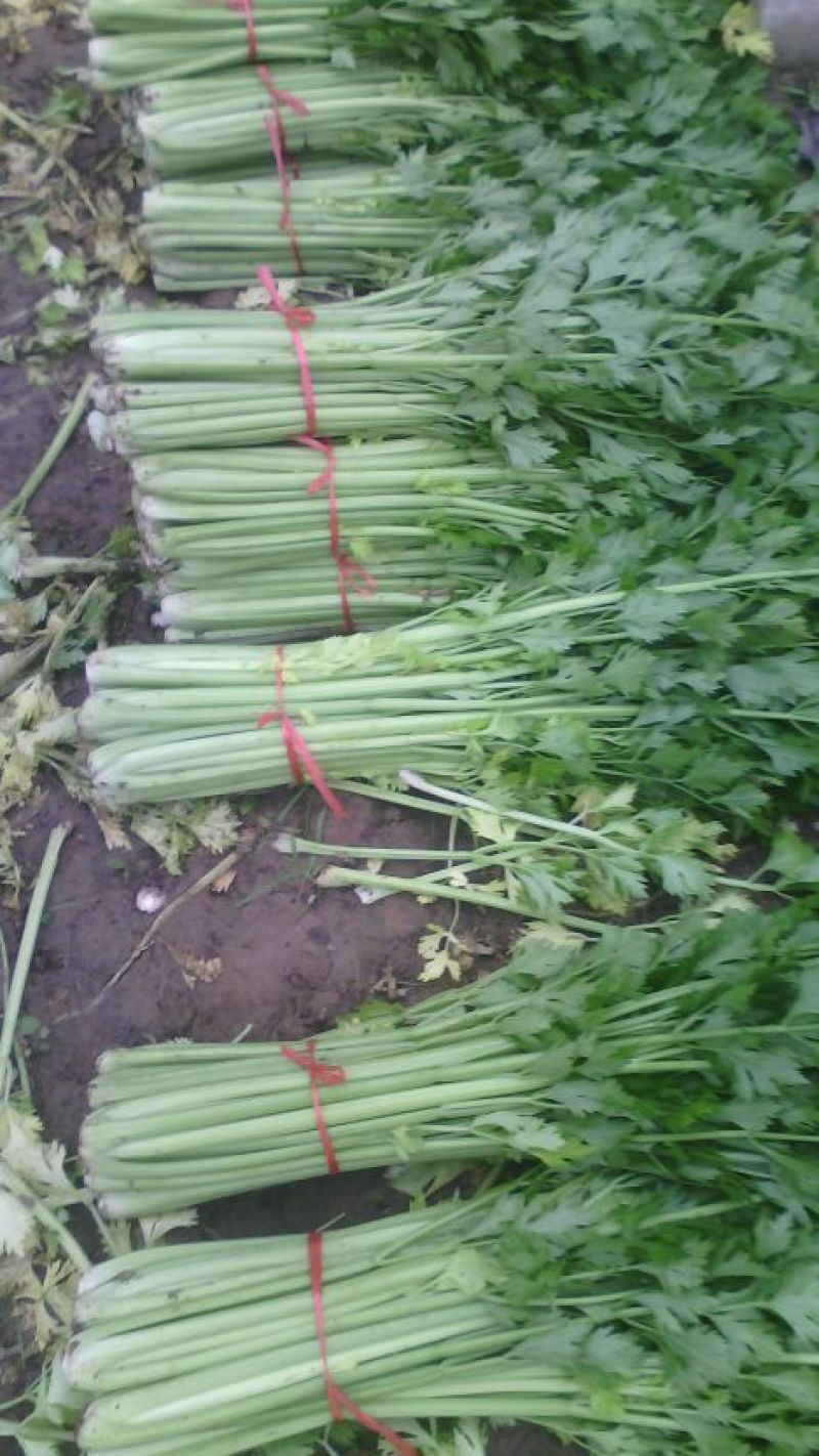 西芹50cm以上，芹菜！基地芹菜！捆把芹菜！袋装芹菜！