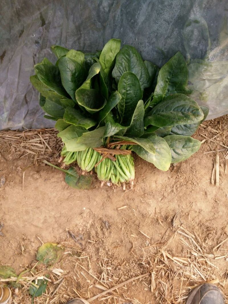 大叶菠菜20~25厘米