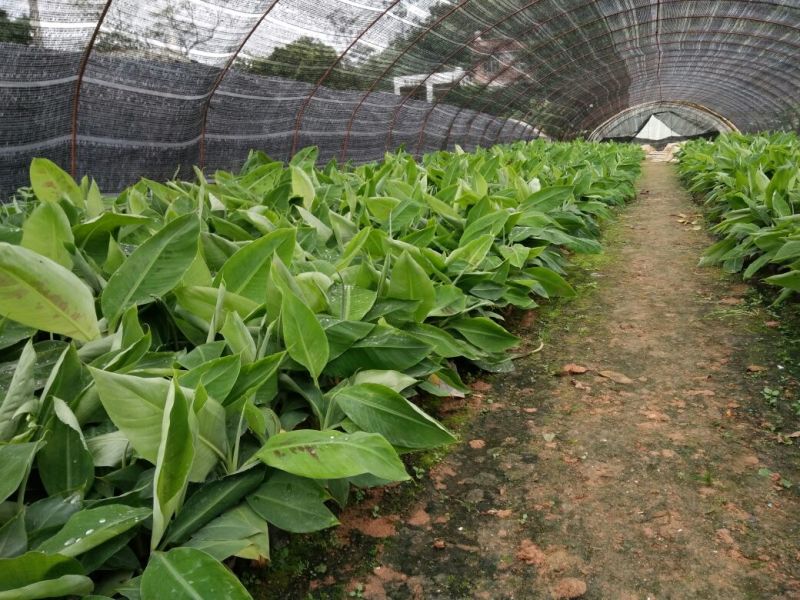 香蕉苗一级良种1~2年