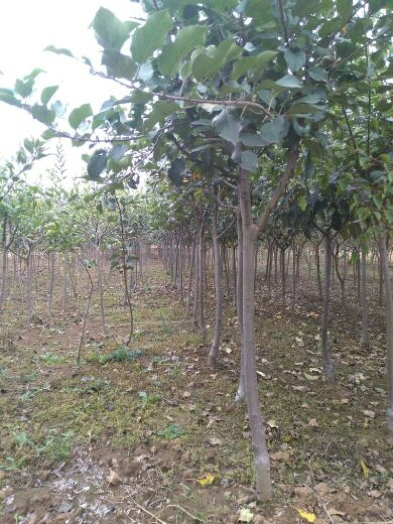 苹果苗苹果树品种纯红富士苹果苗维纳斯苹果苗