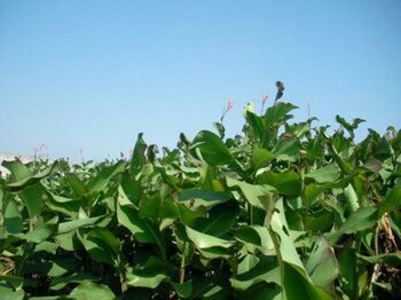 芭蕉芋3厘米以上