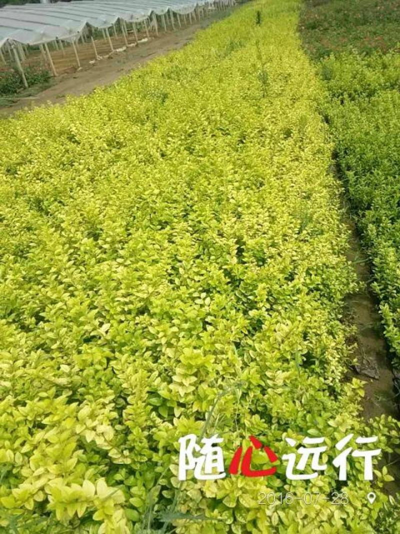 金叶女贞4cm以下