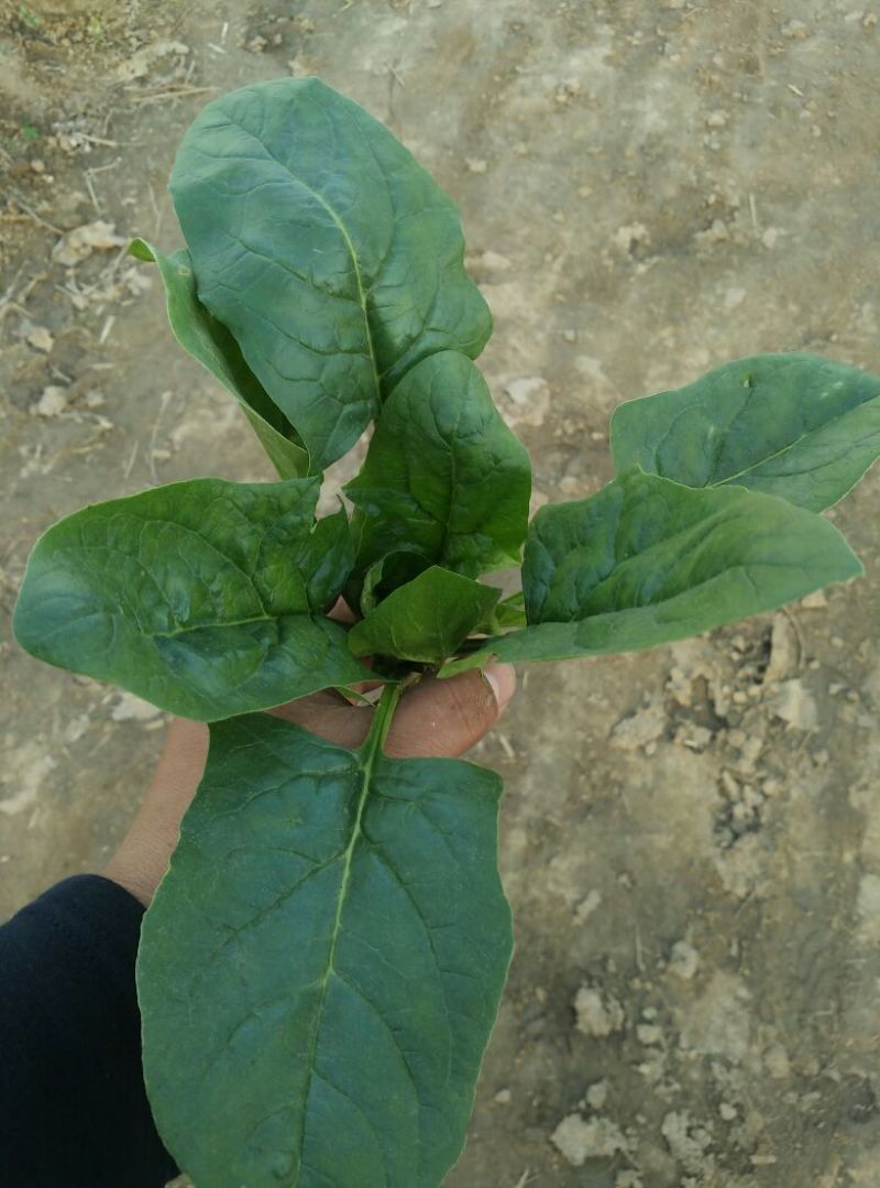 大叶菠菜15~20厘米
