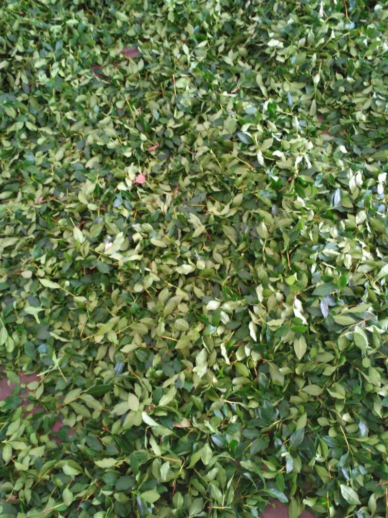 观音茶特级