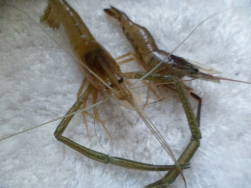 河虾活虾16~20只/kg