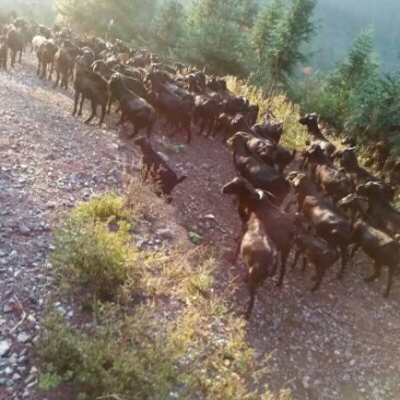 黑山羊种羊80~110斤