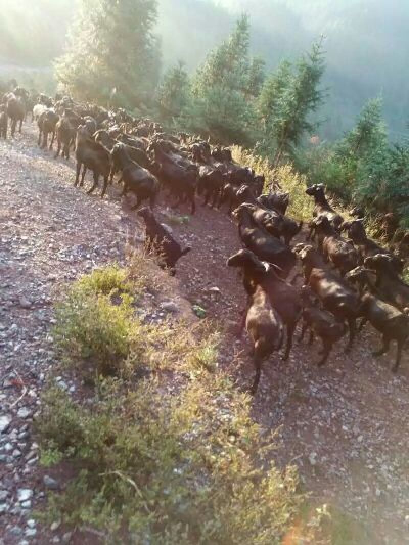 黑山羊种羊80~110斤
