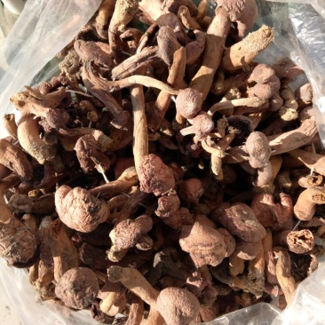 红蘑菇特级3cm