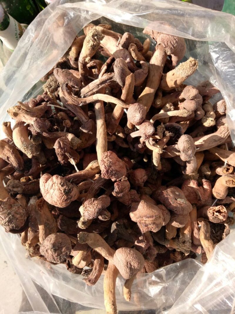 红蘑菇特级3cm