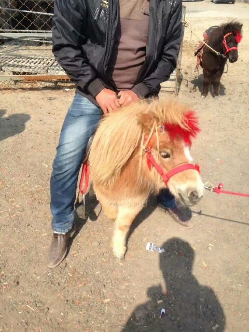 肉马100~200kg