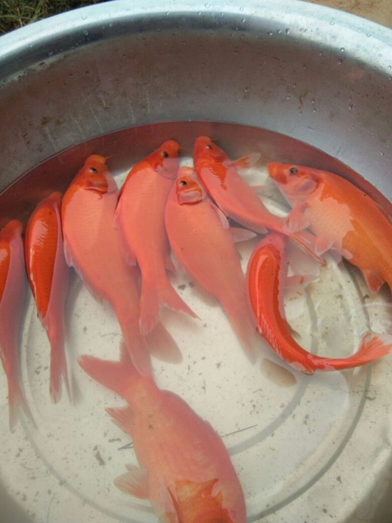 红鲤水花