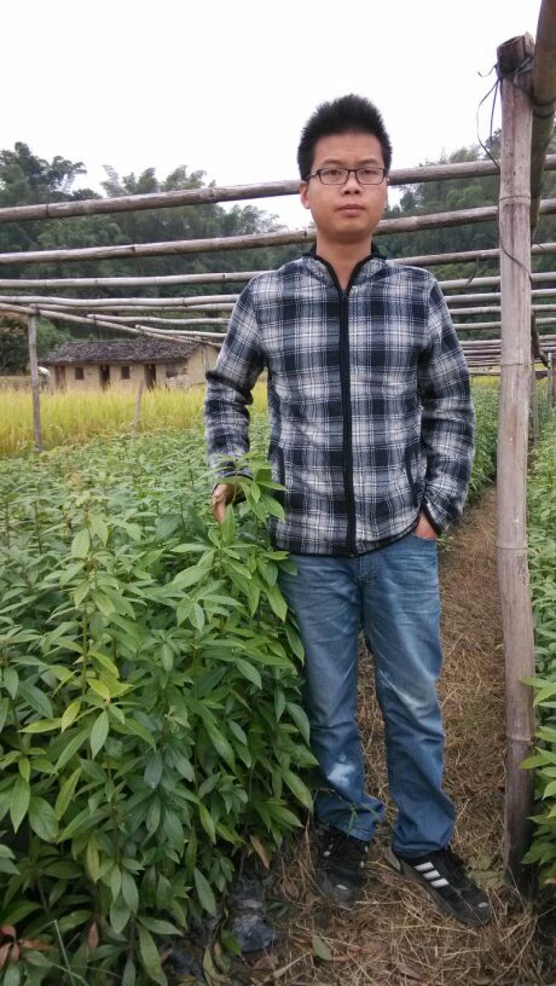 金丝楠木苗小叶桢楠苗出金丝率99%的优质木材