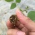 广西无渣粉葛根种苗产地直供可视频看货保证成活率