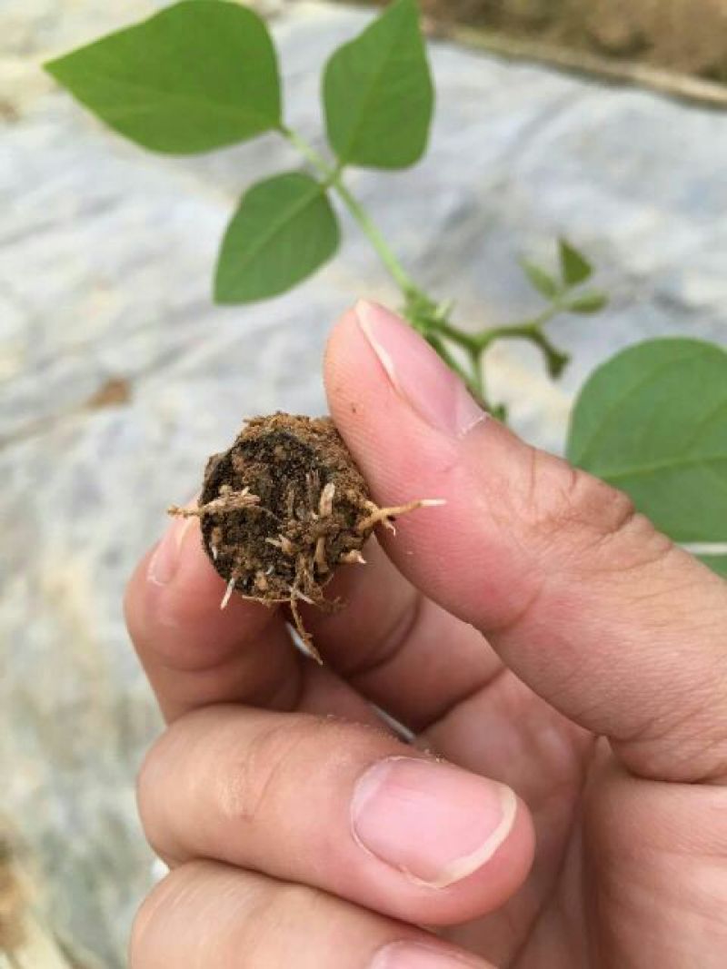 广西无渣粉葛根种苗产地直供可视频看货保证成活率