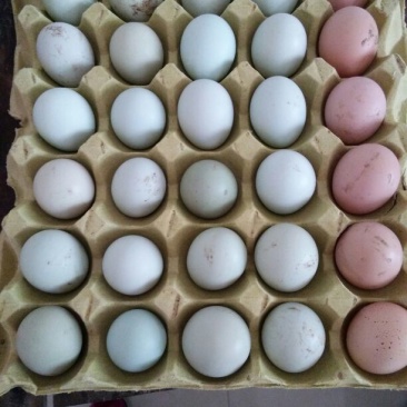 土鸡蛋食用40~50g