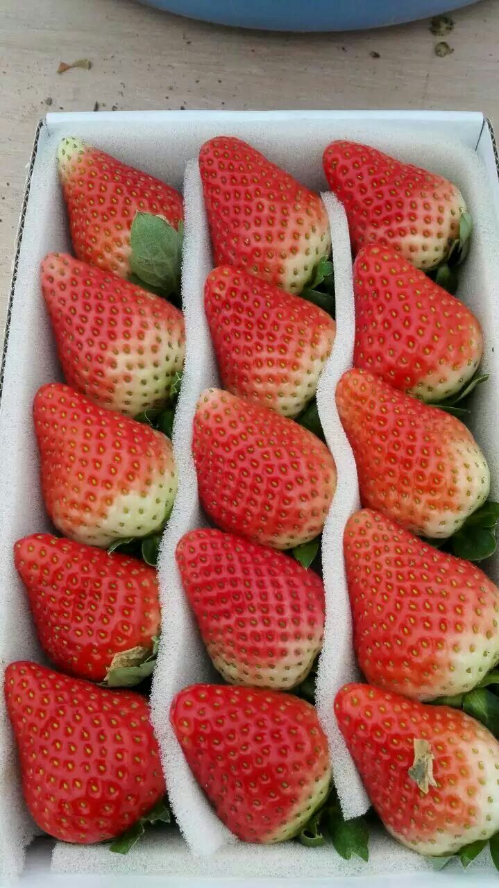 法兰蒂草莓湖北武汉黄陂区_批发_供应-一亩田