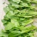 大叶菠菜20~25厘米