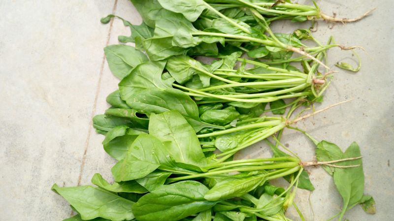 大叶菠菜20~25厘米