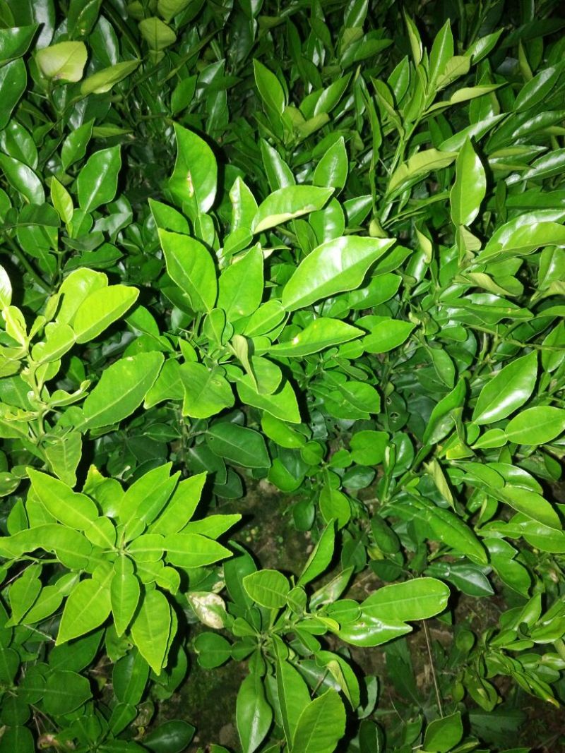 毛桃树苗30cm以下