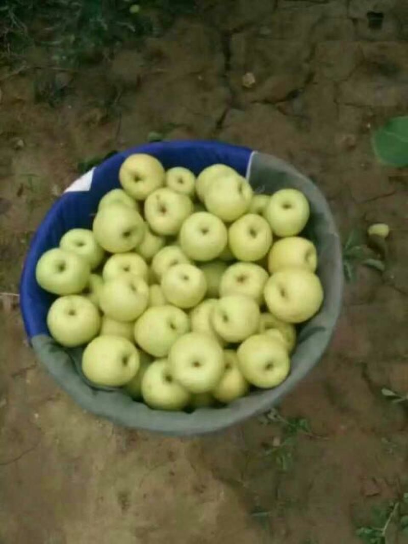 酥梨350~400g纸箱
